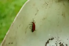 Red Cardinal beetle